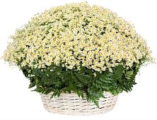 Цветочная композиция из Ромашки в корзине #REPLACE_PRED# Ис